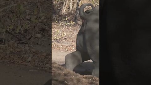 Rhino Marking Territory | #shorts #MadeInMzansi