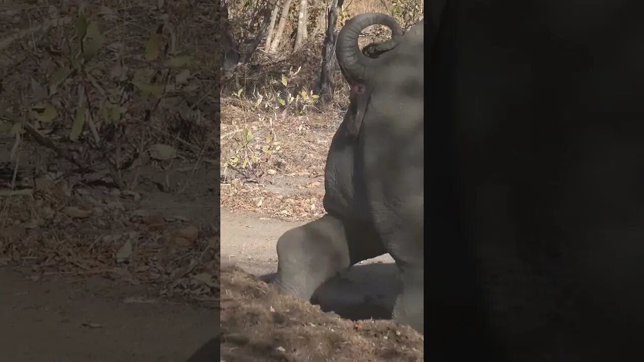 Rhino Marking Territory | #shorts #MadeInMzansi