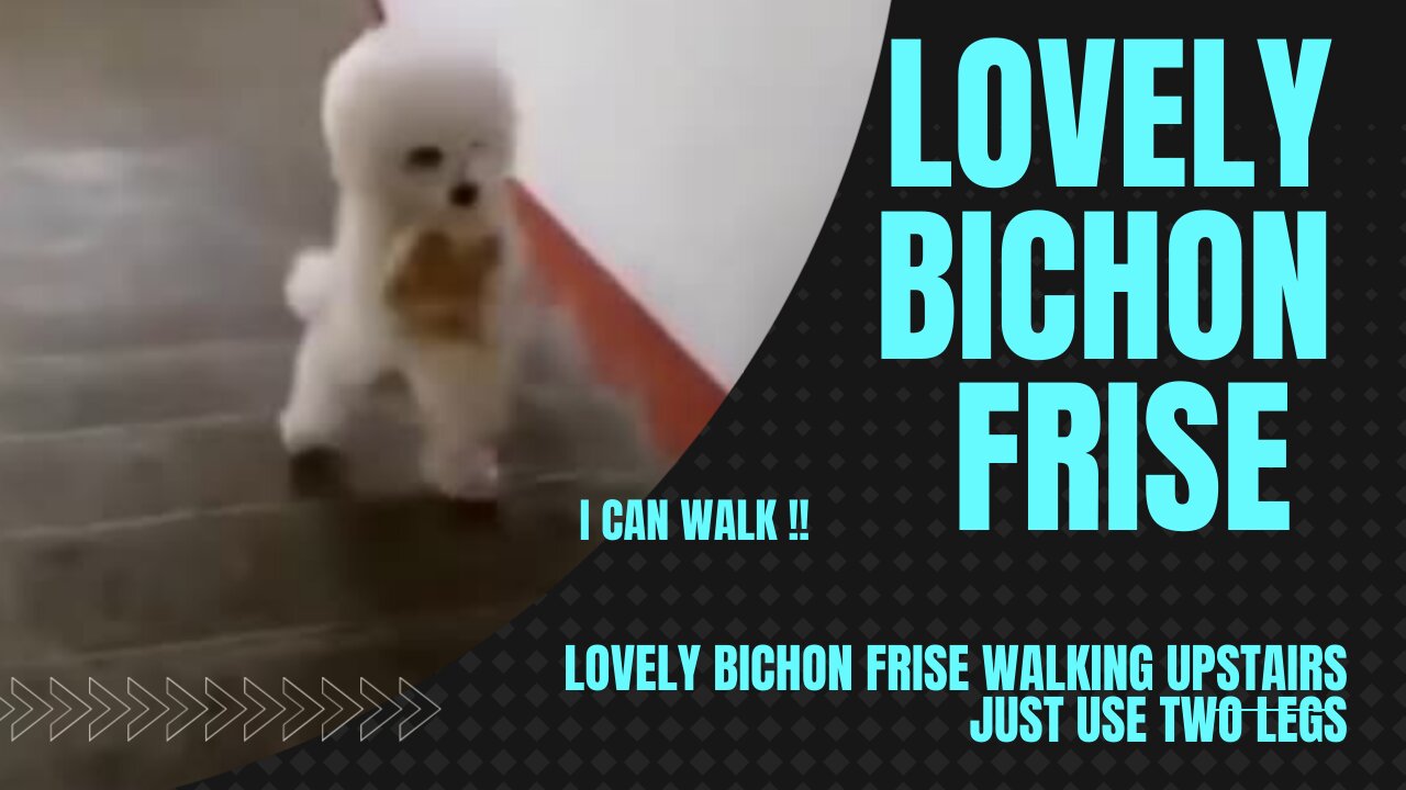 LOVELY BICHON FRISE WALKING UPSTAIRS JUST USE TWO LEGS