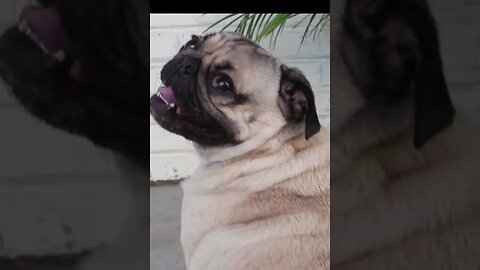 Dog Wearing Underwear! Try Not To Laugh! 😆😂😍 #shorts #shortsviral @FunnyAnimalsMovieQuotes