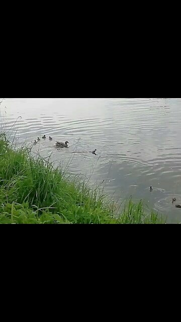 Duck chases away a duckling