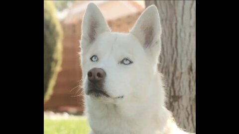 Man just wants to look at his dog one more time