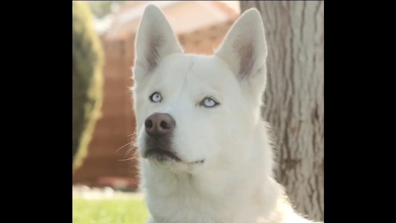 Man just wants to look at his dog one more time