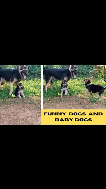 Cute dogs🐶 - dogs- 🐕- cute and funny dog videos baby|Cute animals |Susan bro|#cute|#shorts