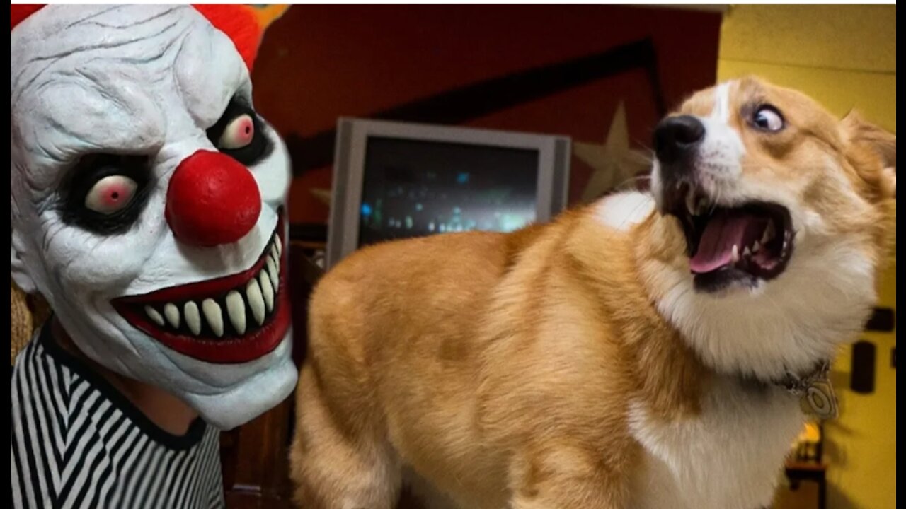 FUNNY Dogs Scared of Halloween Compilation Funny Babies and animals