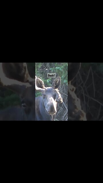 OUCH!!! #moose #injury #bullmoose #bull #deformed #animals #nature #wyoming #wildlife #wow #hurts