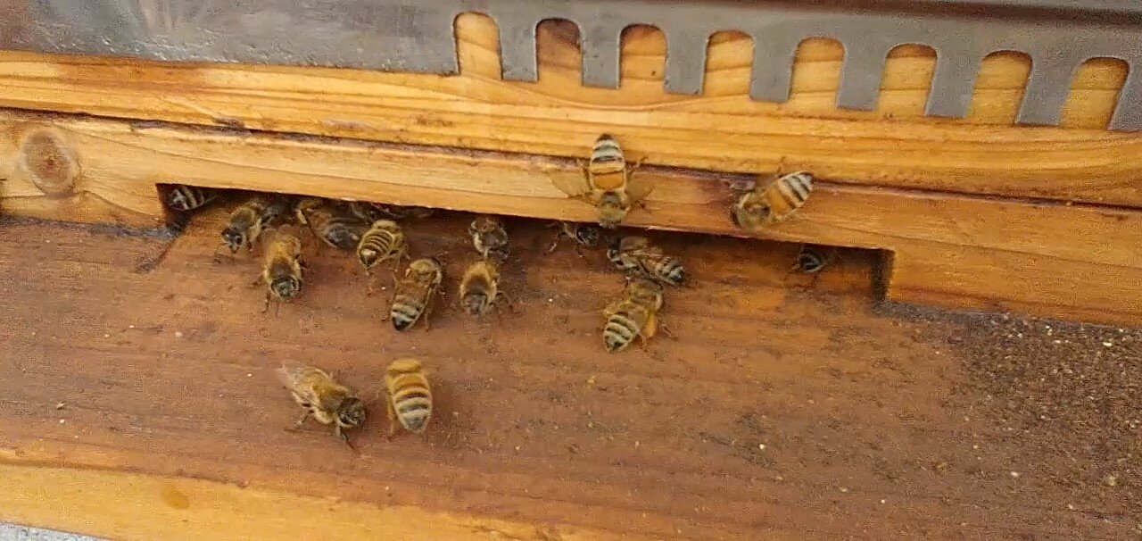 Italian Honey Bees Raking in the Pollen