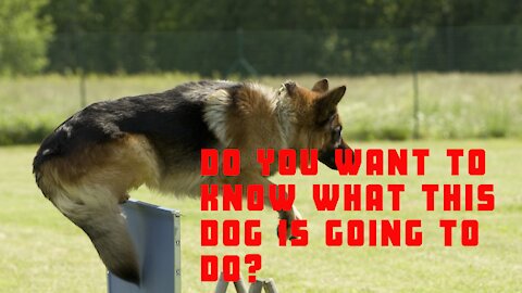 See this German Shepherd's incredible leap over the lake