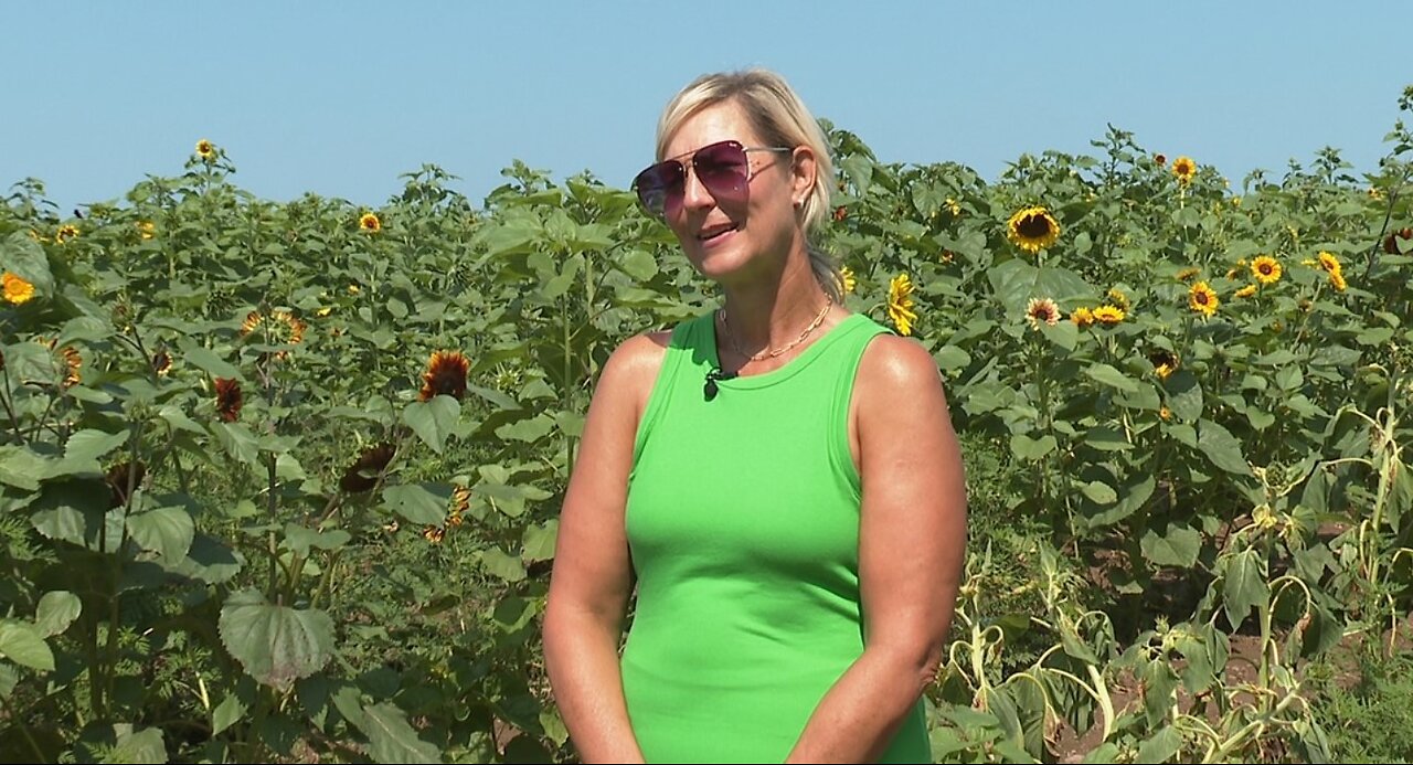 'If it stayed like this, we'd be good': Sunflowers of Sanborn hoping for better weather