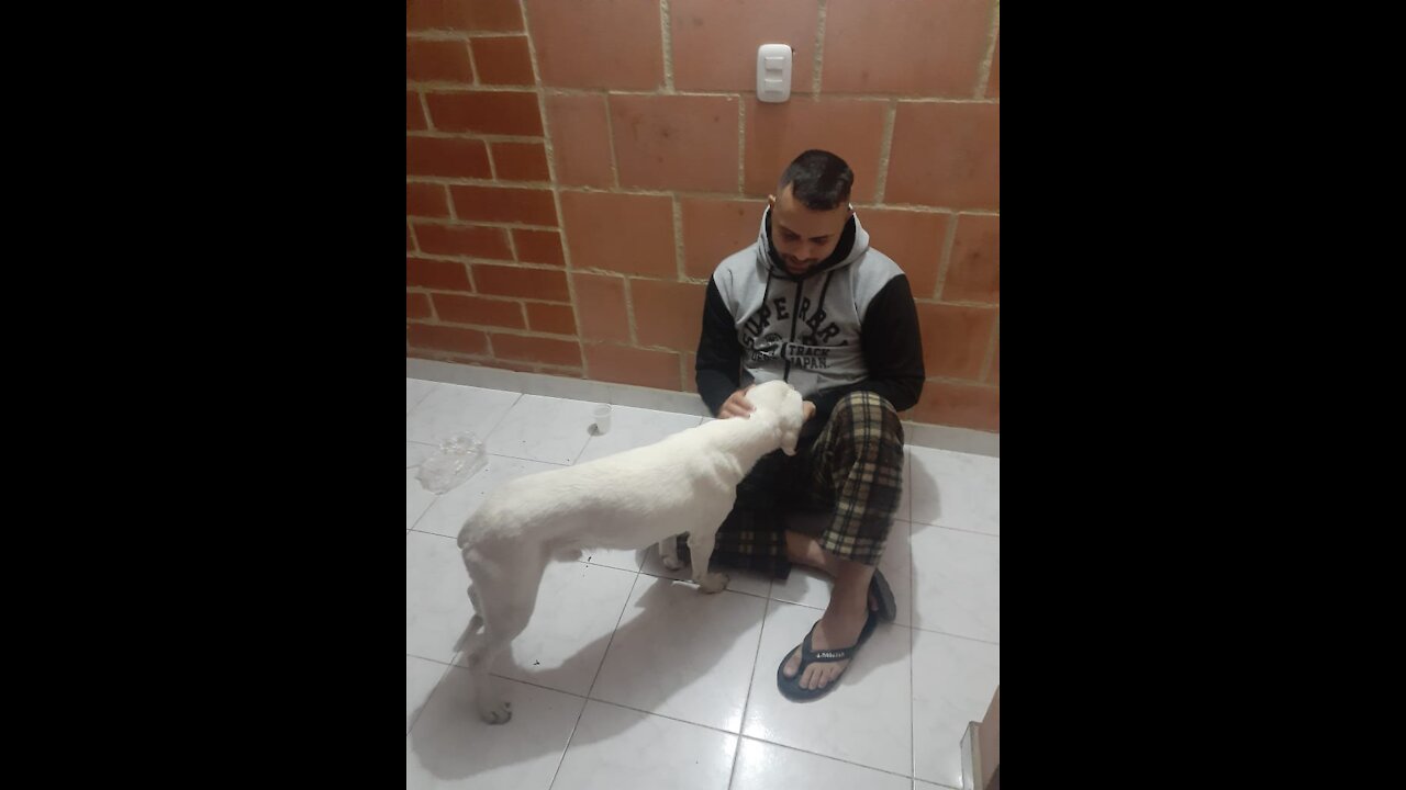 El valor de la vida por que es necesario esterilizar perros