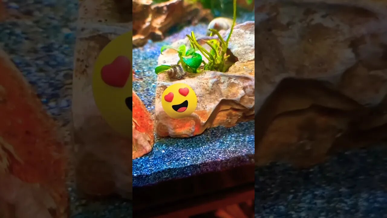 Baby Piano Snail Rachmaninoff💜🐌🤗 Aquarium life | educational 🐟 #shorts