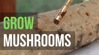 How to Grow Mushrooms on Logs