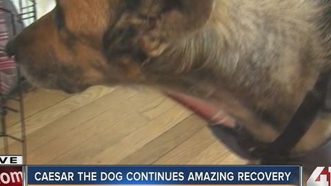 Caesar the dog continues amazing recovery