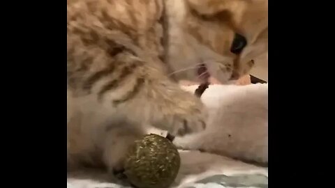 PLAYING CAT VIDEO MEAWWW