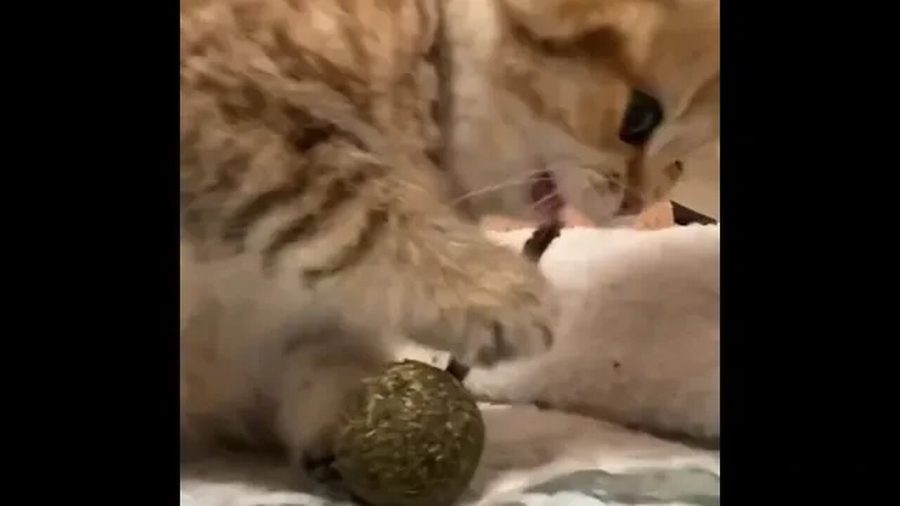 PLAYING CAT VIDEO MEAWWW