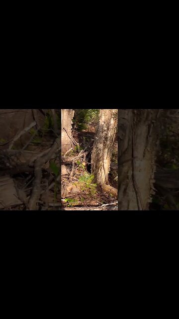 Blue Jay Bird up close on a Trail
