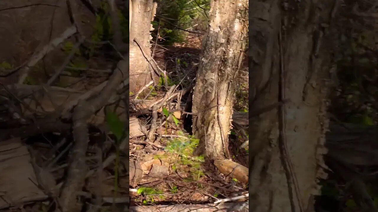 Blue Jay Bird up close on a Trail