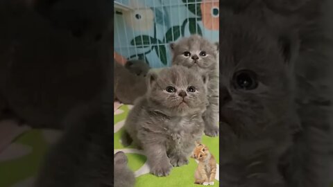 Anak kucing meong meong #short #catcutevideo #kucinglucu