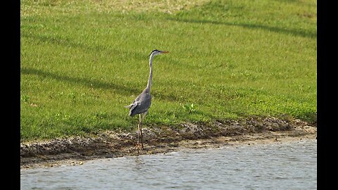 The Birds of Lake Greer: 3-13-2024