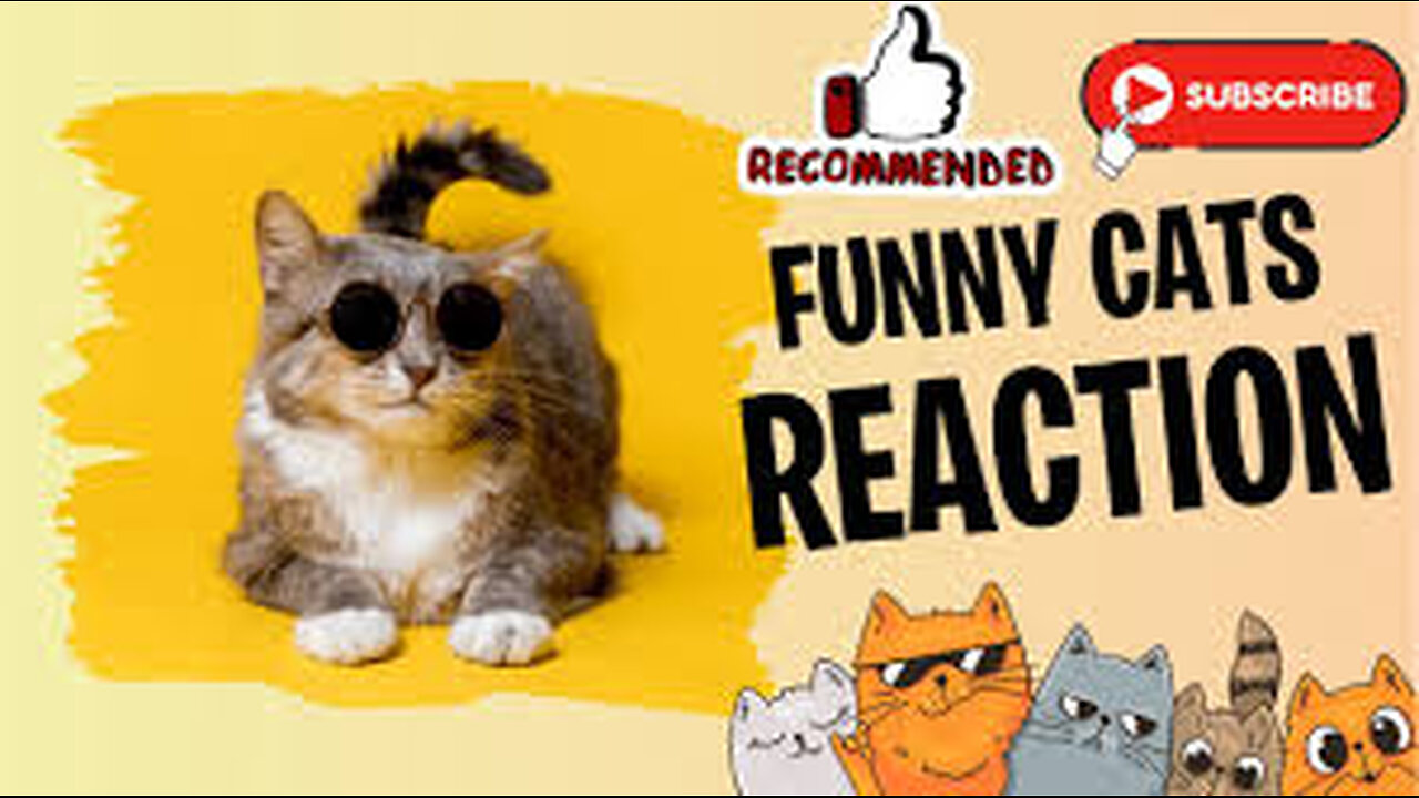 Cat reaction