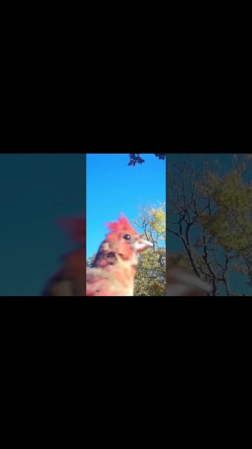 Voice of a Cardinal #birds