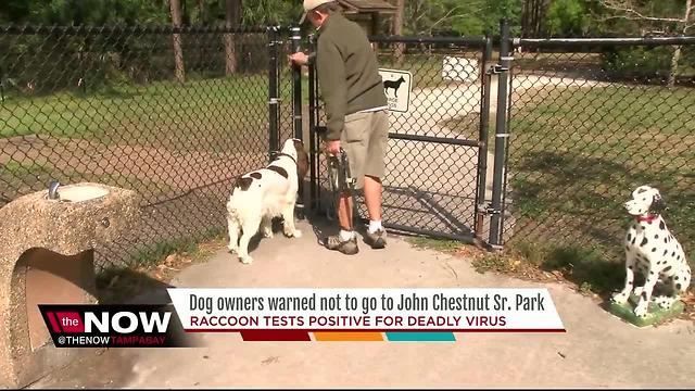 Dog owners on alert after raccoon with deadly virus found at popular Pinellas park