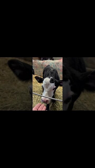 Live In Cow #bubba #Cattle#cow #cowsmakemehappy