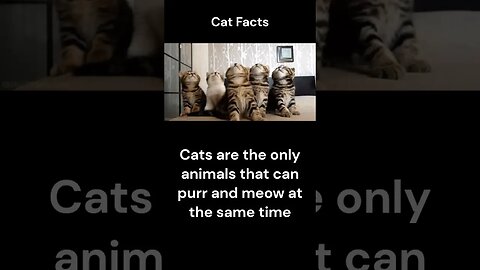 Cat Facts #shorts #youtubeshorts #cat #facts #Humor