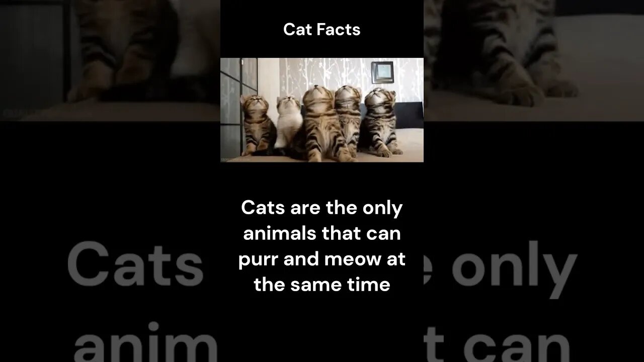 Cat Facts #shorts #youtubeshorts #cat #facts #Humor