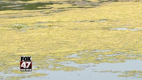 Invasive weed taking over river