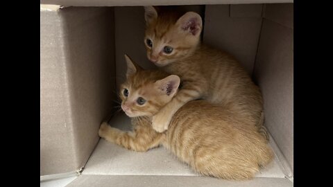 Three little kittens are playing