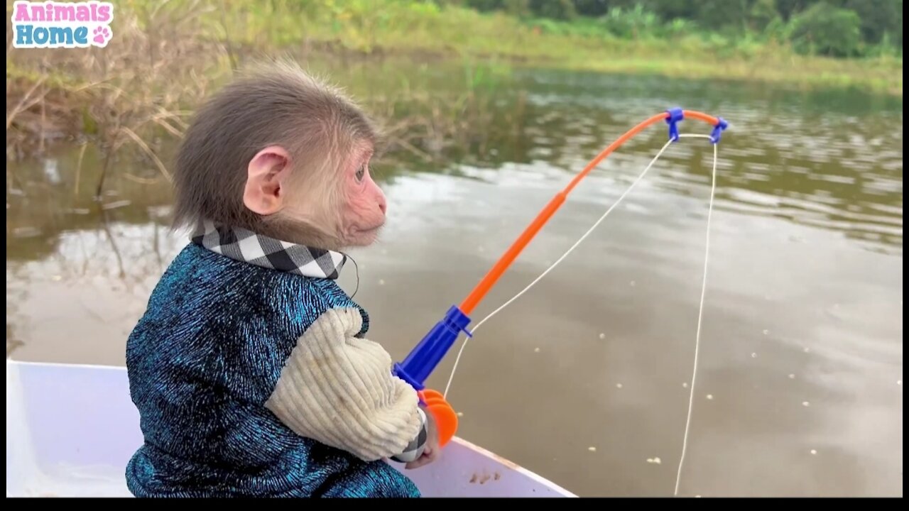 BiBi rowes boat to go fishing Animals Home