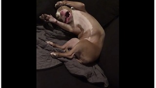 This Dog Was Caught Sleeping In A Super Weird Position