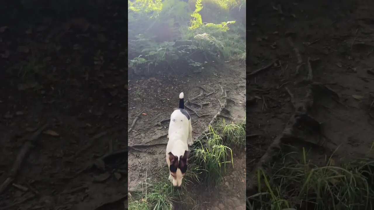 Dog walk