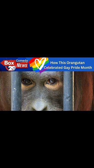 "Wait Till You Find Out What This Randy Orangutan Did!" Box 29 Comedy News #shorts #shortcomedy