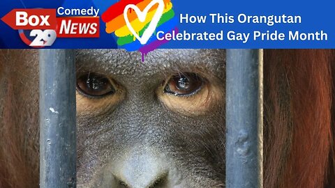 "Wait Till You Find Out What This Randy Orangutan Did!" Box 29 Comedy News #shorts #shortcomedy