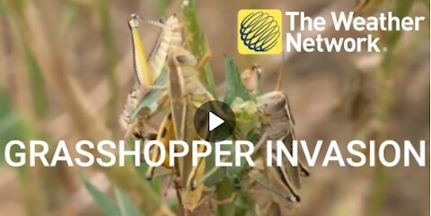 Explosion of grasshoppers in Alberta