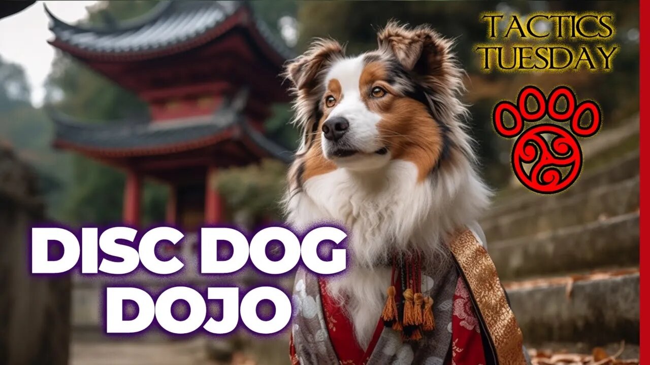 🥏🐶🥋DiscDog DojoCatch the Rhythm: Mastering Training Cadence in Disc Dog | Tactics Tuesday #95💥🧠