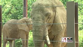 ZOOSDAY: Elephants