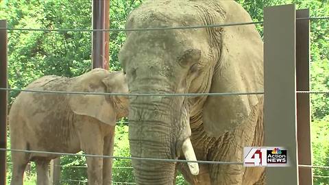 ZOOSDAY: Elephants