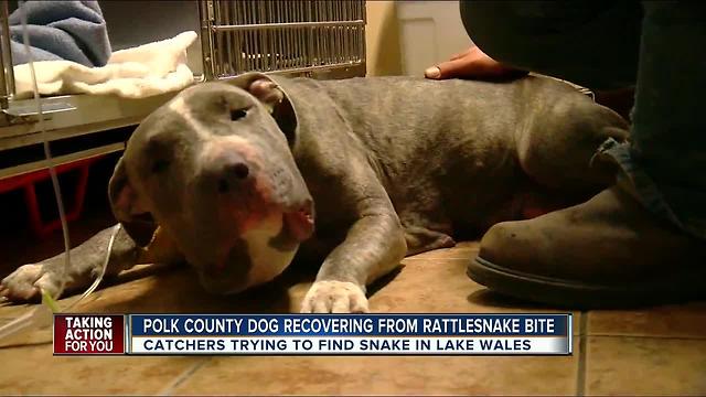 Rattlesnake bites pit bull in the face in Lake Wales neighborhood