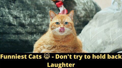 Funniest Cats 😹 - Don't try to hold back Laughter 😂 - Funny Cats Life