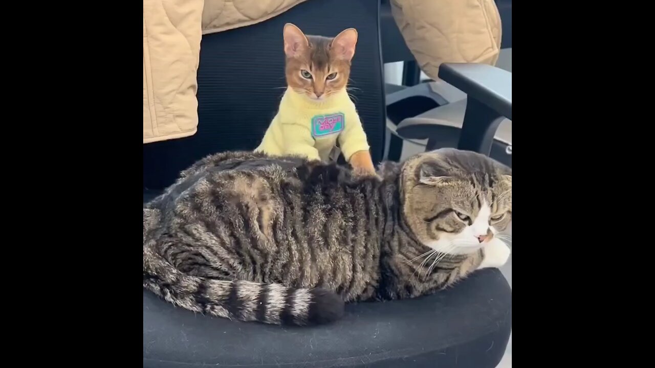 cats Spa session