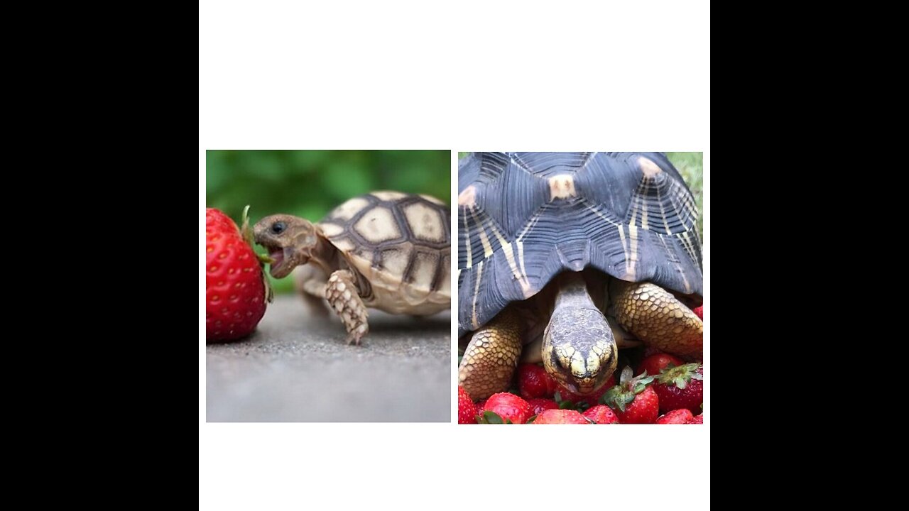 Turtle / Tortoise