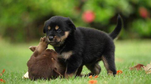 Cut and dog video funny