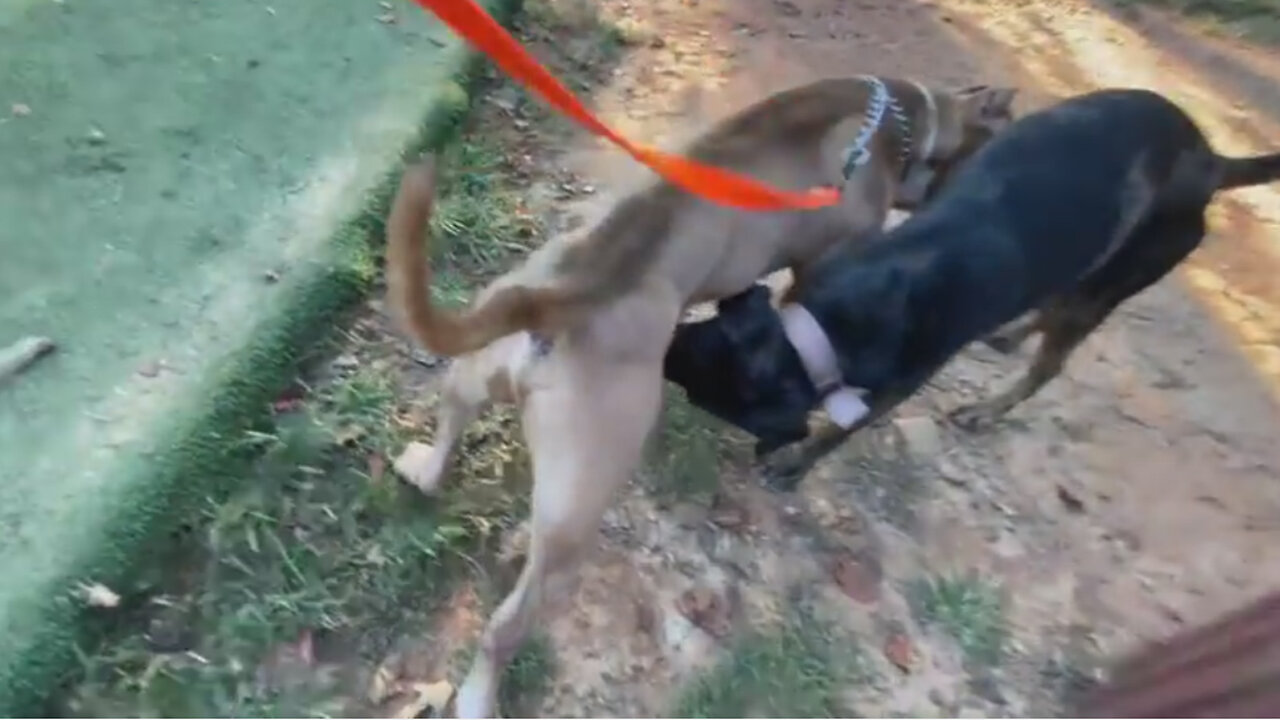 Pitbull Attacks Doberman After Smelling Each Other