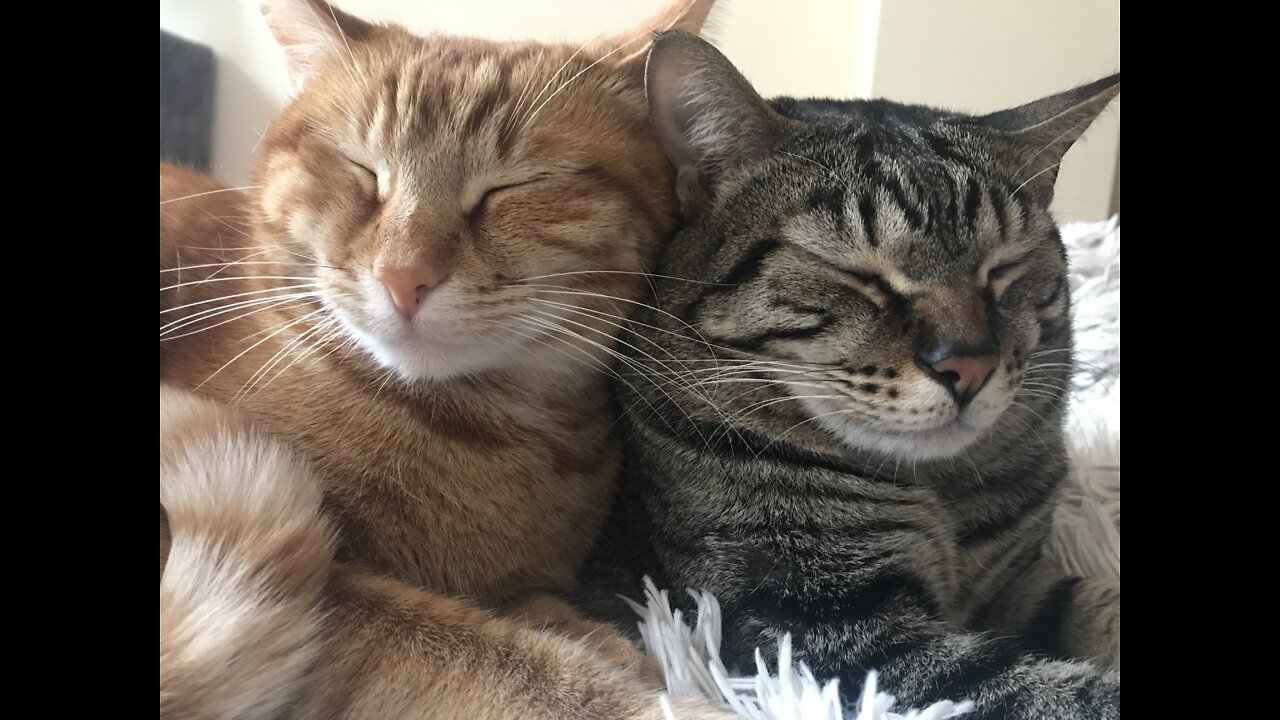 When Cats Fall in Love #5