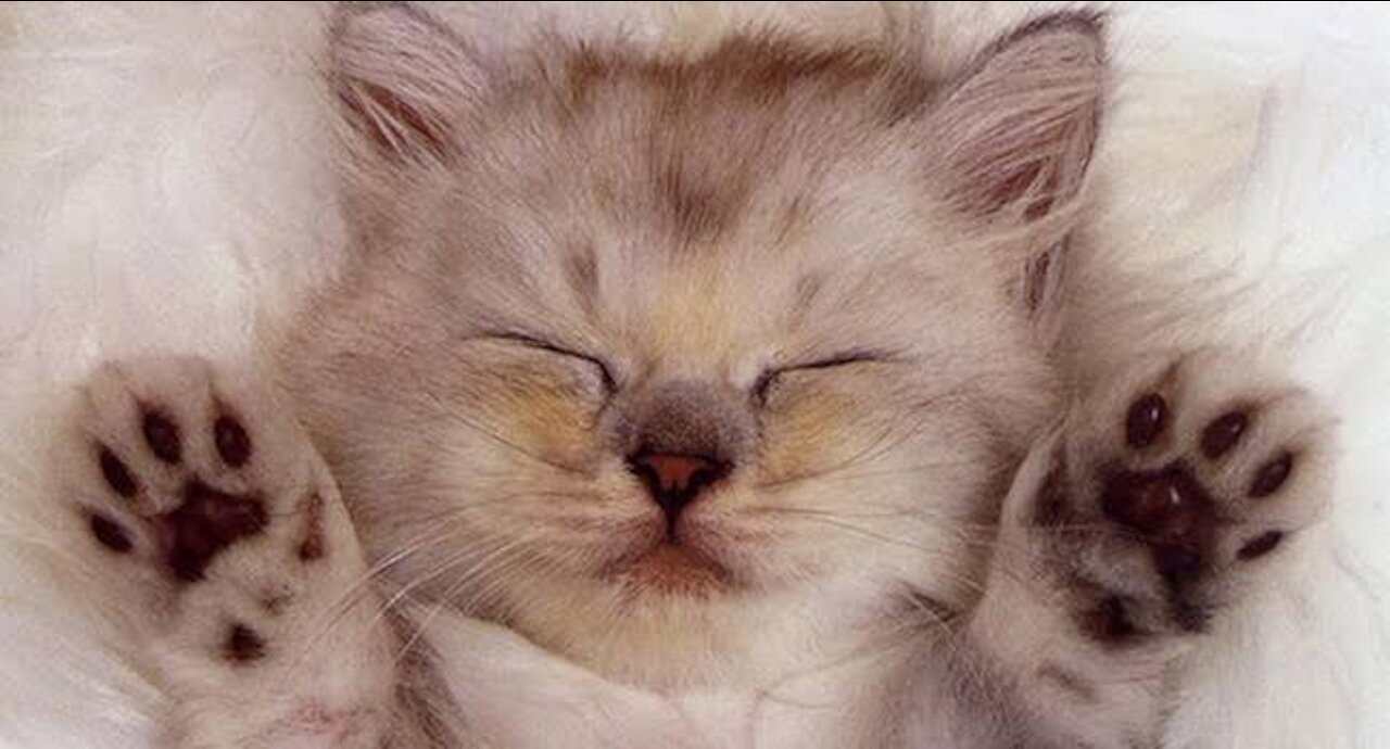 #21#cute cats