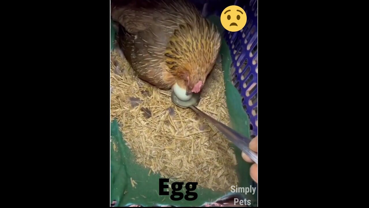 Don't Thief Egg- - Chicken Funny Video 🤣