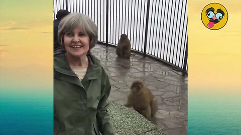 Monkey Attacks Woman